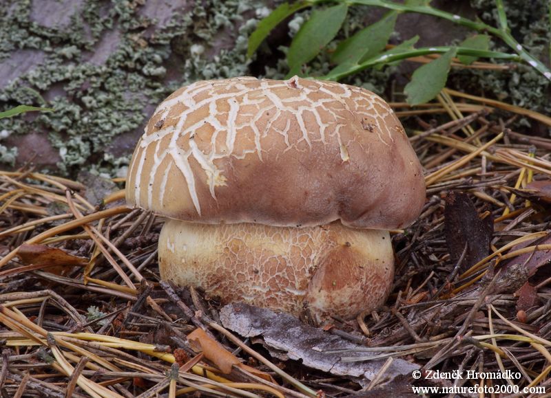 hřib borový, Boletus pinophilus, (Houby, Fungi)
